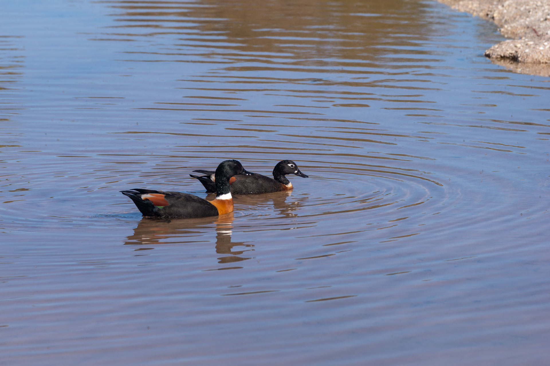 Rottnest Island - Pink Lake mit Australische Kasarka